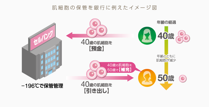 肌細胞の保管を銀行に例えたイメージ図