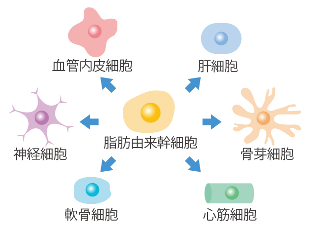 幹細胞のもつ分化能力